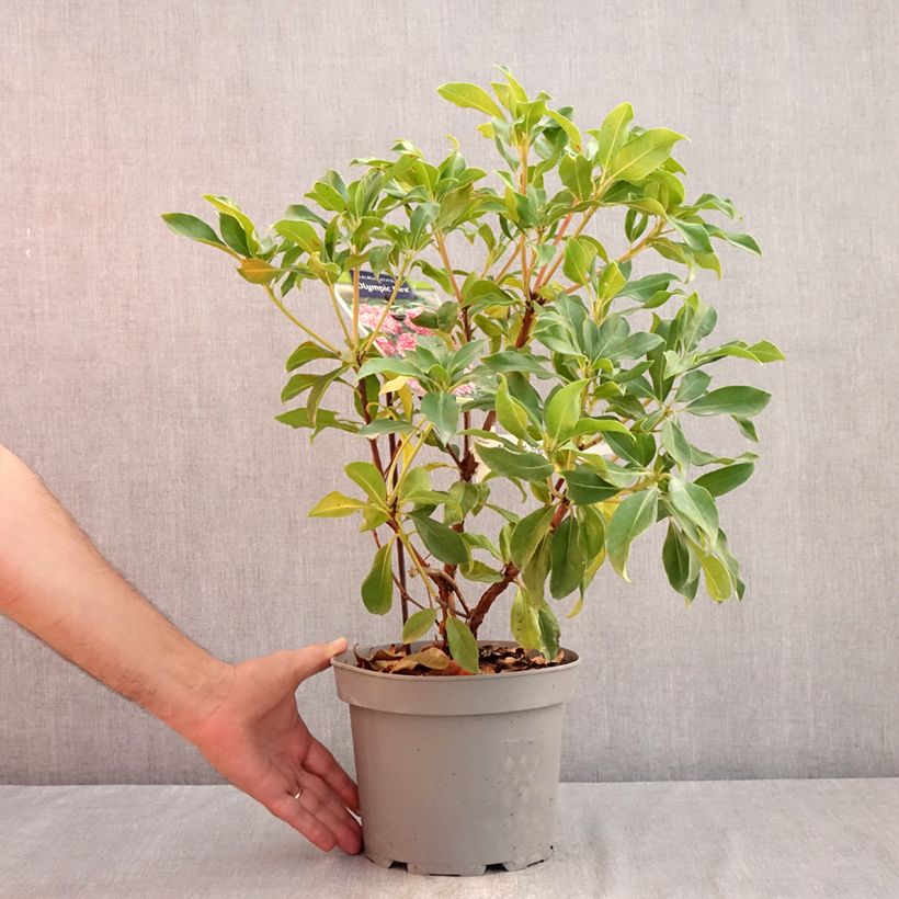 Spécimen de Kalmia latifolia Olympic Fire - Laurier des montagnes  rose vif et blanc Pot de 3L/4L tel que livré en été