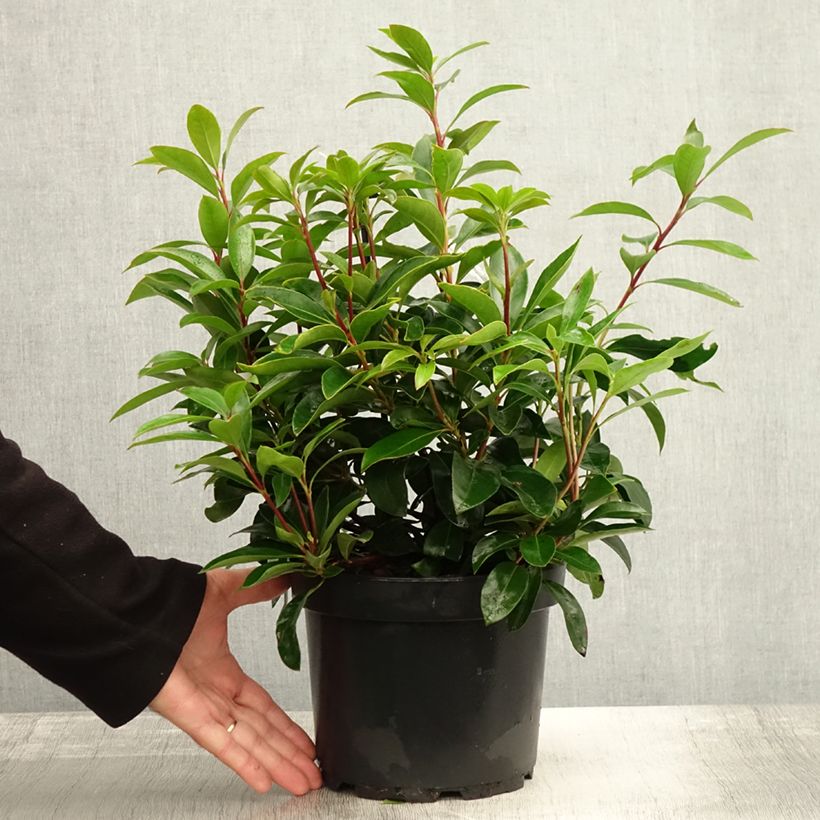 Spécimen de Kalmia latifolia Peppermint - Laurier des montagnes rose très pâle à rayons rouges Pot de 3L/4L tel que livré en automne