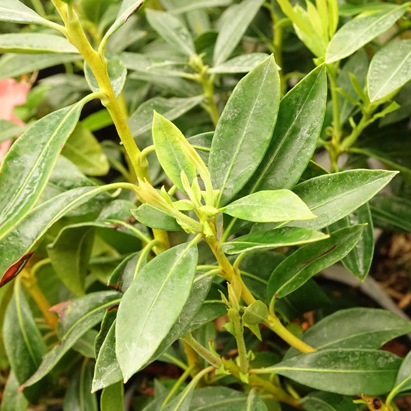 Kalmia latifolia Pinwheel - Laurier des montagnes  (Feuillage)