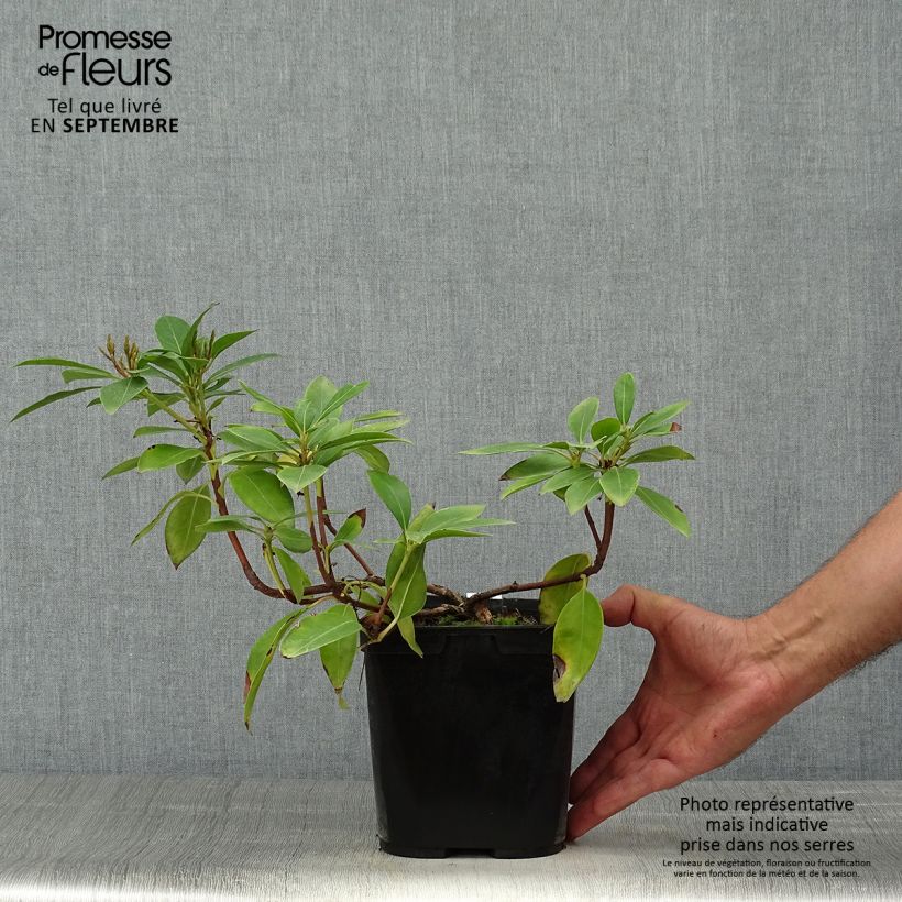 Spécimen de Kalmia latifolia Tad - Laurier des montagnes blanc et chocolat Pot de 3L/4L tel que livré en automne