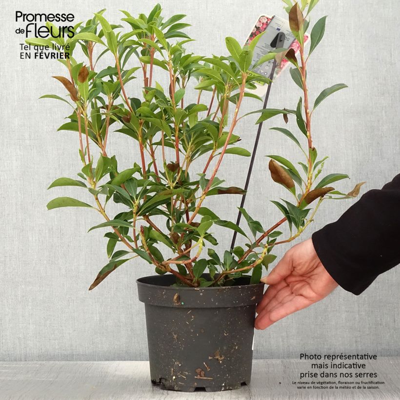Spécimen de Kalmia latifolia You Can - Laurier des montagnes en camaieu de rose Pot de 2L/3L tel que livré en hiver
