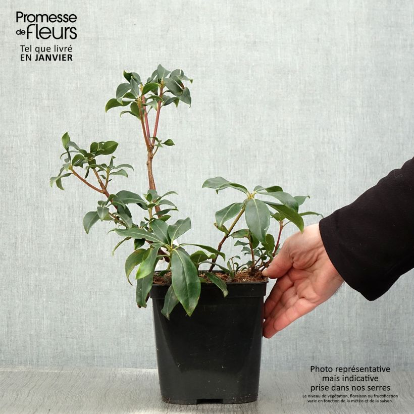 Spécimen de Kalmia latifolia Zébulon - Laurier des montagnes blanc nuancé de rose Pot de 3L/4L tel que livré en hiver