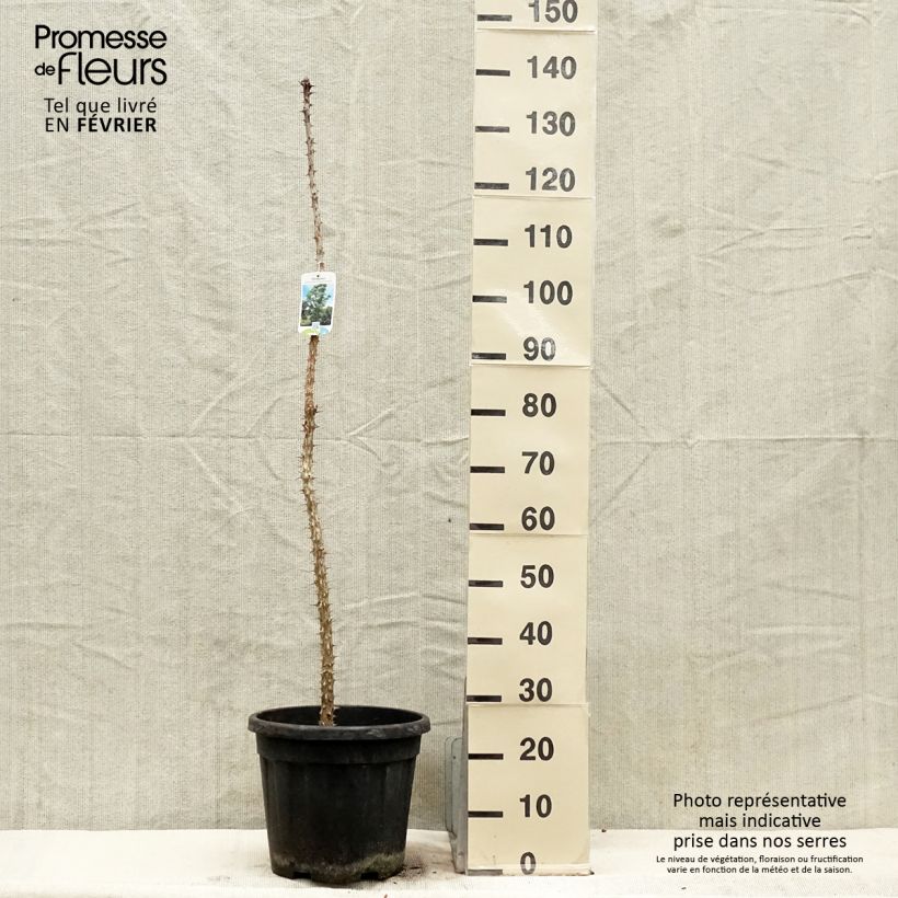 Spécimen de Kalopanax pictus Maximowiczii Pot de 12L/15L tel que livré en hiver