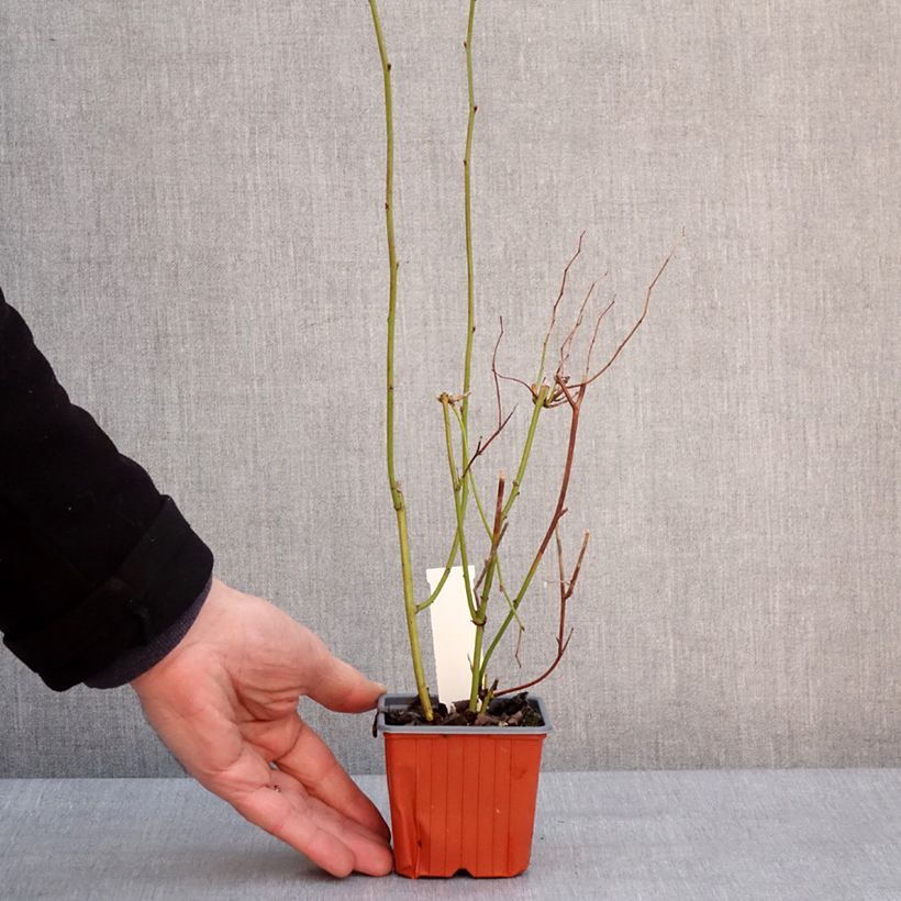 Spécimen de Kerria japonica - Corète du Japon Godet de 8/9 cm tel que livré en hiver