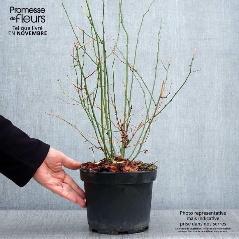 Spécimen de Kerria Japonica Golden Guinea Pot de 2L/3L tel que livré en automne