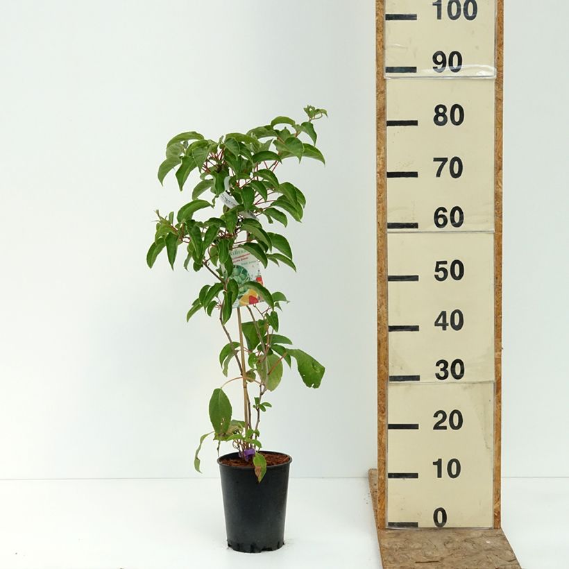 Spécimen de Kiwai femelle Fresh Jumbo - Actinidia arguta Pot de 2L/3L tel que livré en été