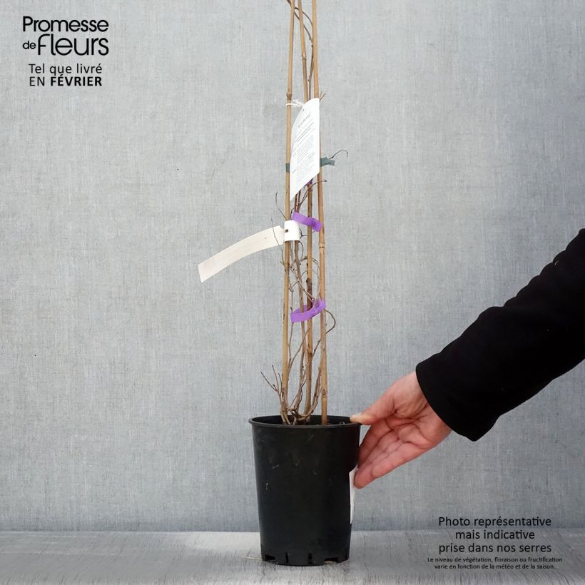 Spécimen de Kiwai femelle Fresh Jumbo - Actinidia arguta Pot de 2L/3L tel que livré en hiver