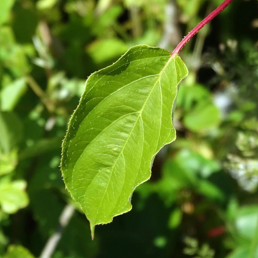 Kiwai mâle Romeo - Actinidia arguta (Feuillage)