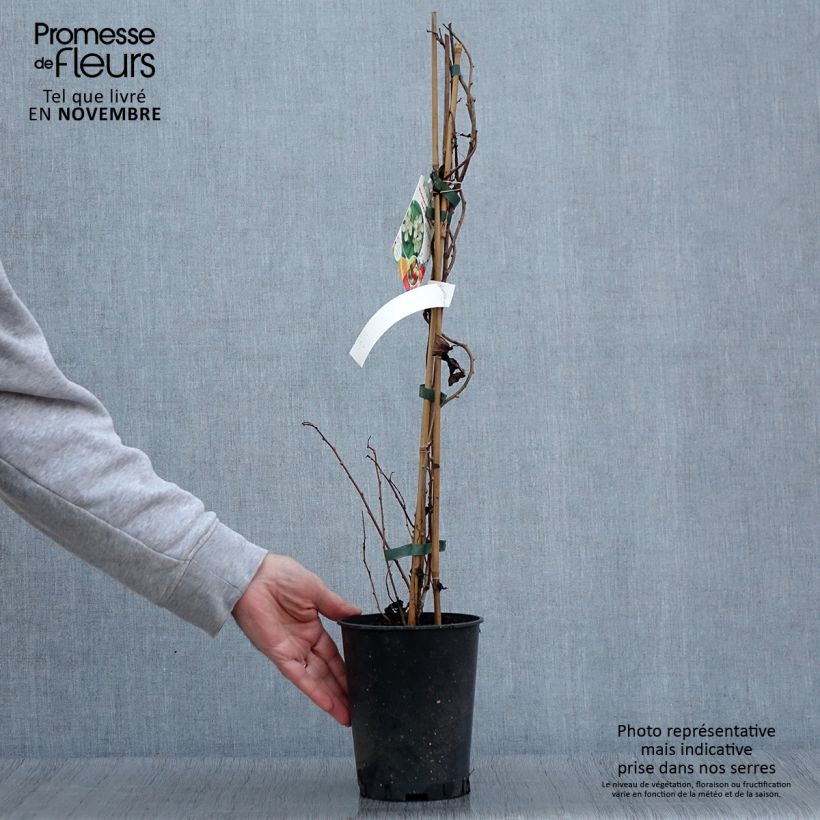 Spécimen de Kiwai mâle Romeo - Actinidia arguta Pot de 2L/3L tel que livré en automne