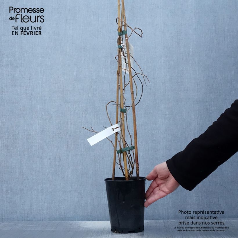 Spécimen de Kiwai mâle Romeo - Actinidia arguta Pot de 2L/3L tel que livré en hiver