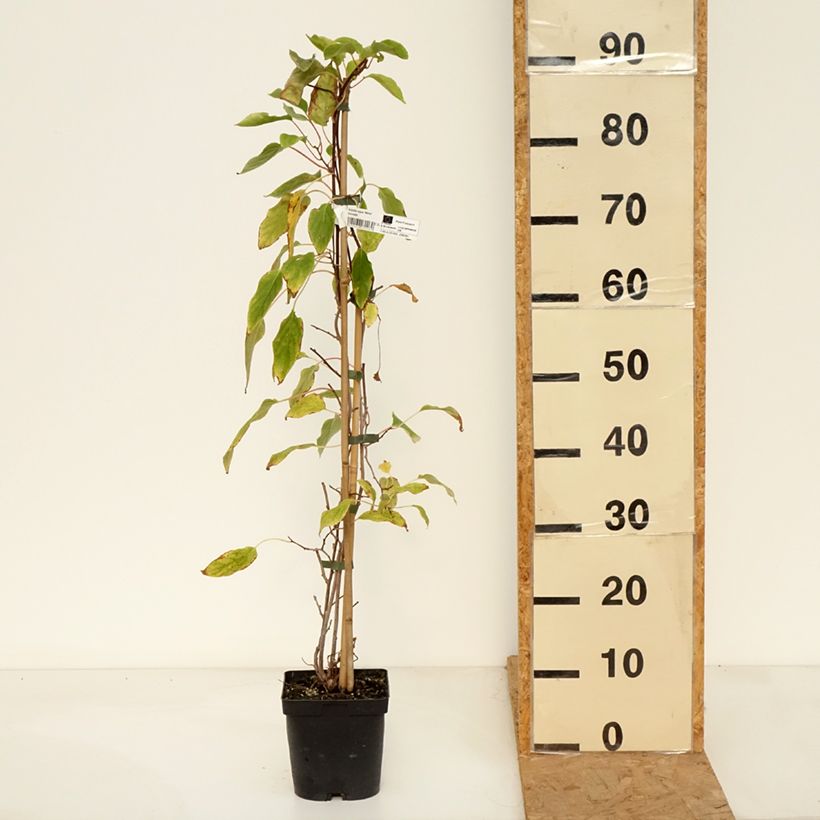 Spécimen de Kiwai mâle Weima - Actinidia arguta Pot de 2L/3L tel que livré en automne