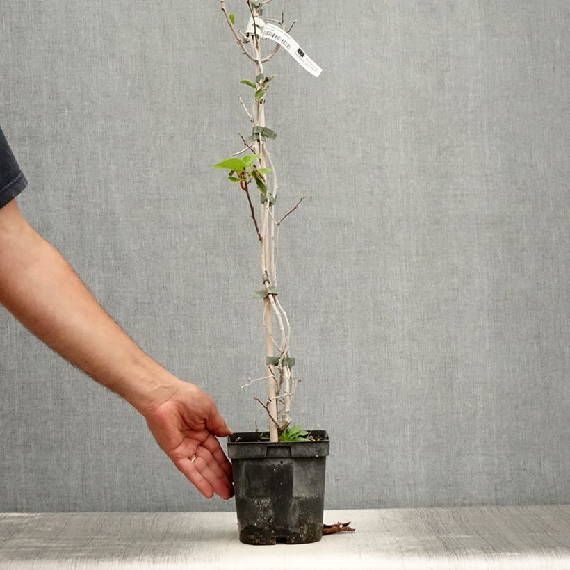 Spécimen de Kiwai mâle Weima - Actinidia arguta Pot de 2L/3L tel que livré en été