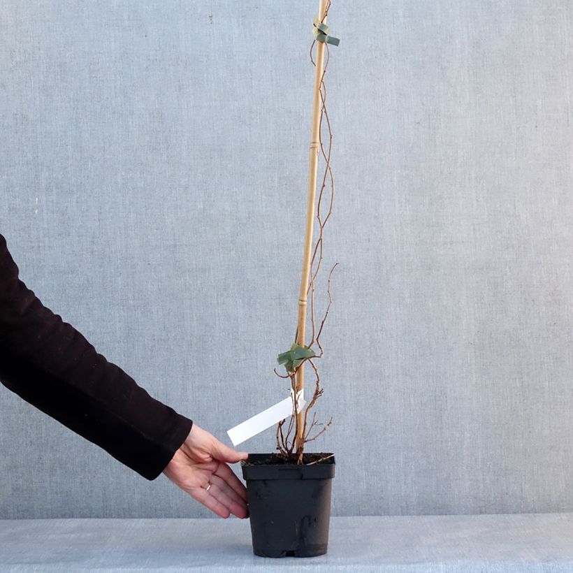 Spécimen de Kiwai mâle Weima - Actinidia arguta Pot de 2L/3L tel que livré en hiver