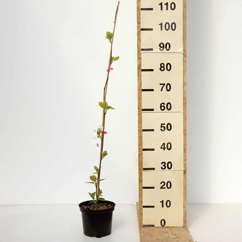 Kiwi Kiwi Wonder - Actinidia deliciosa Maceta 3L/4L Ejemplar entregado en la primavera