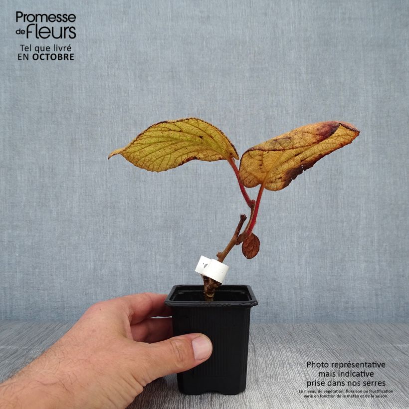 Spécimen de Kiwi - Actinidia deliciosa Kiwidoo Femelle Godet de 8/9 cm tel que livré en automne