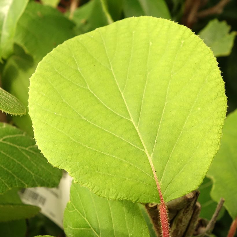 Kiwi - Actinidia deliciosa Kiwidoo Femelle (Feuillage)