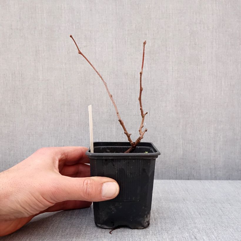 Spécimen de Kiwi arguta Domino (femelle) - Kiwai - Actinidia arguta Pot de 10 cm/11cm tel que livré en hiver