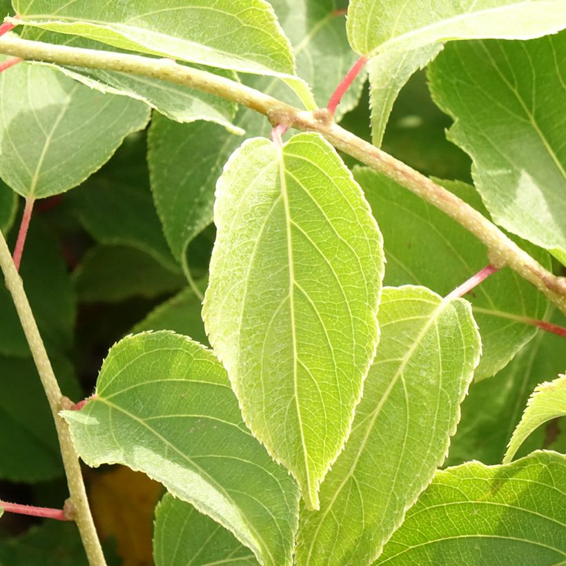 Kiwi arguta femelle Pink Jumbo - Actinidia arguta (Feuillage)