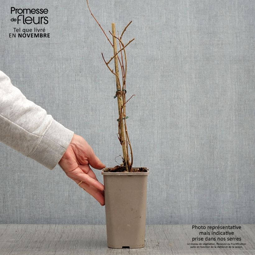 Spécimen de Kiwi arguta femelle Pink Jumbo - Actinidia arguta Pot de 1,5L/2L tel que livré en automne