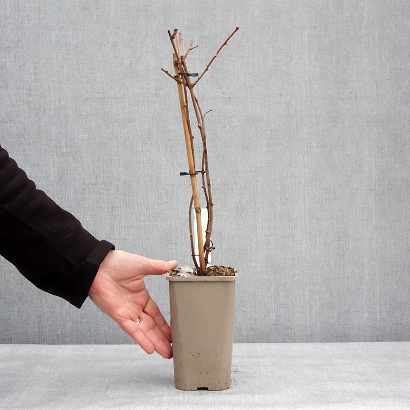 Spécimen de Kiwi arguta femelle Pink Jumbo - Actinidia arguta Pot de 1,5L/2L tel que livré en hiver