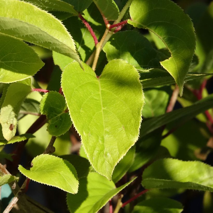 Kiwi arguta Geneva (femelle) - Kiwaï - Actinidia arguta (Feuillage)
