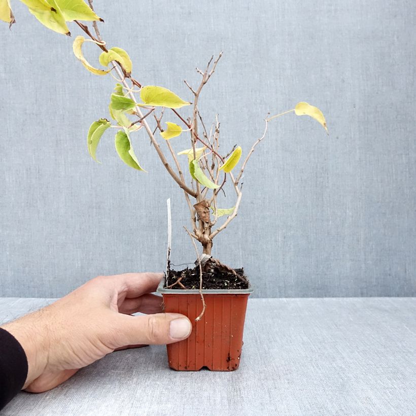 Spécimen de Kiwi arguta Geneva (femelle) - Kiwaï - Actinidia arguta Godet de 8/9 cm tel que livré en automne
