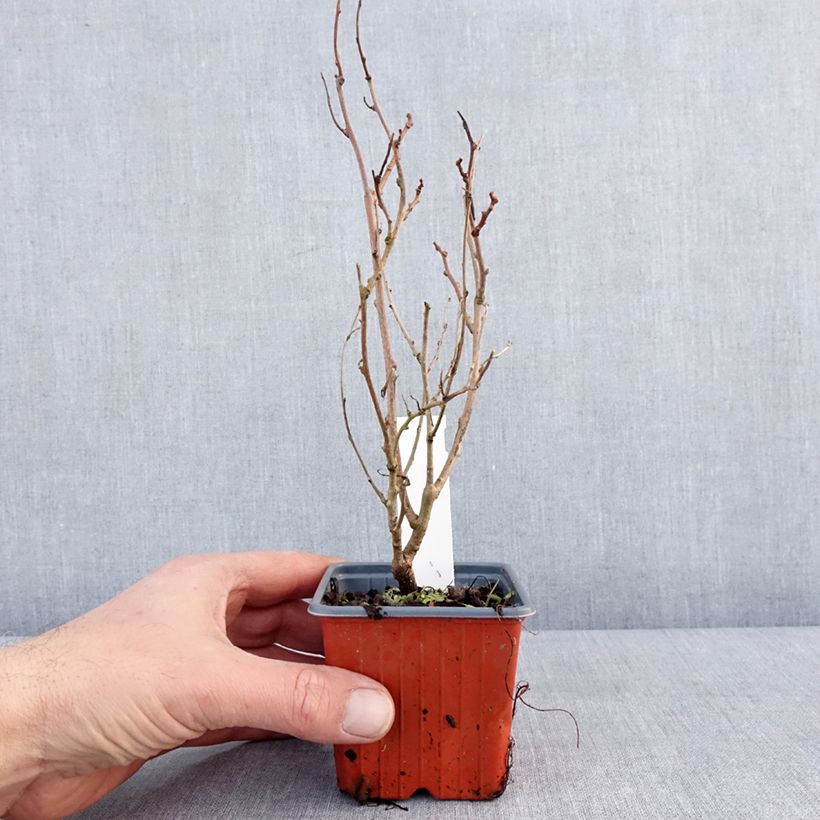 Spécimen de Kiwi arguta Ken's Red (femelle) - Kiwai - Actinidia arguta Godet de 8/9 cm tel que livré en hiver