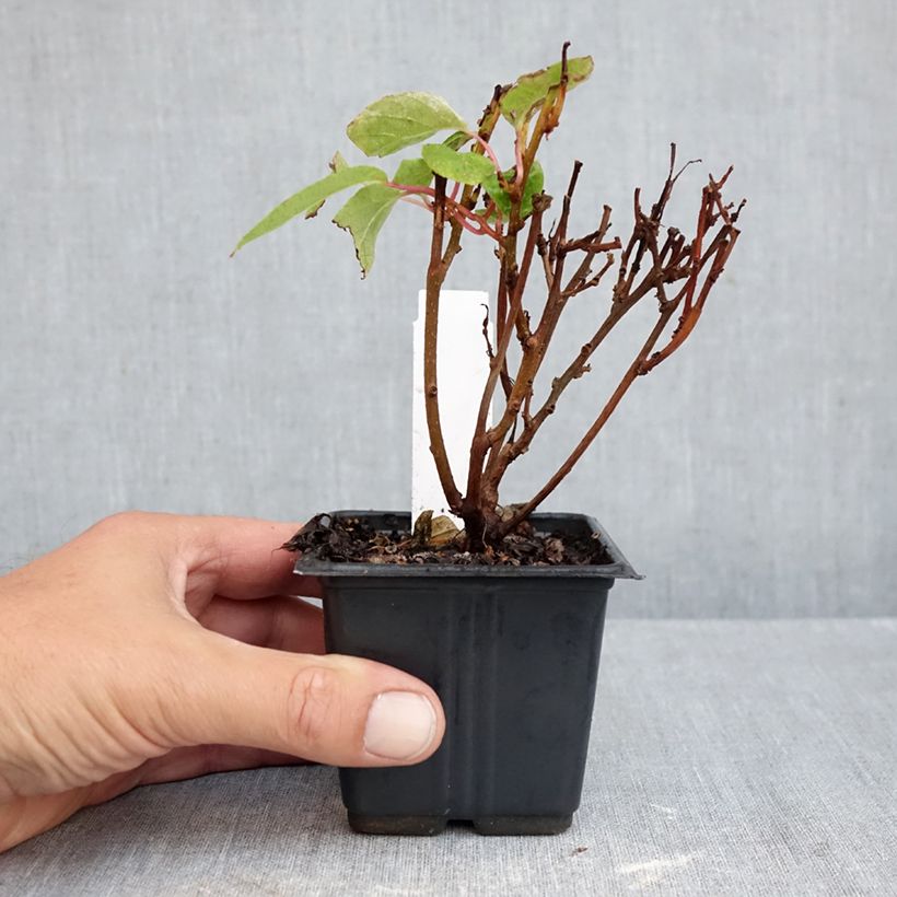 Spécimen de Kiwi arguta Ken's Red (femelle) - Kiwai - Actinidia arguta Godet de 8/9 cm tel que livré en automne