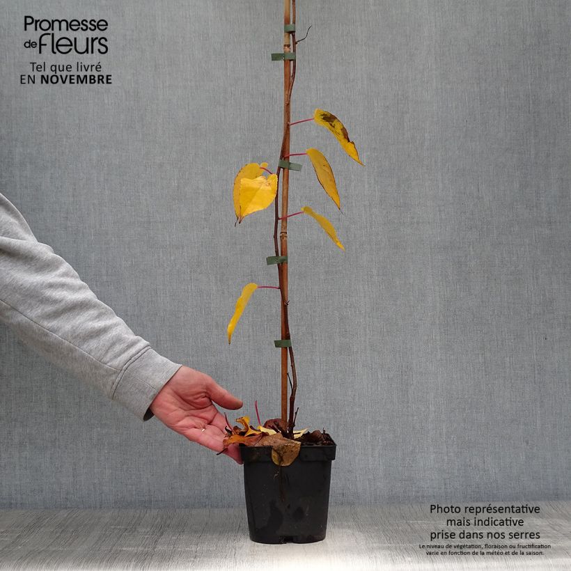 Spécimen de Kiwi arguta Ken's Red (femelle) - Kiwai - Actinidia arguta Pot de 1,5L/2L tel que livré en automne