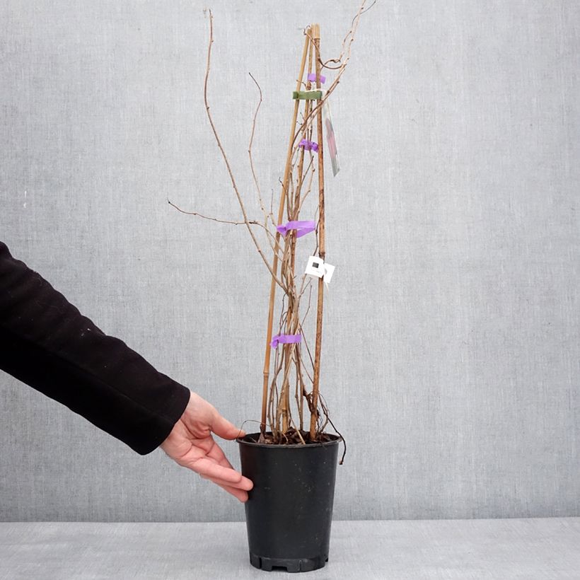 Spécimen de Kiwi arguta Mariered (femelle) - Kiwaï - Actinidia arguta Pot de 2L/3L tel que livré en hiver