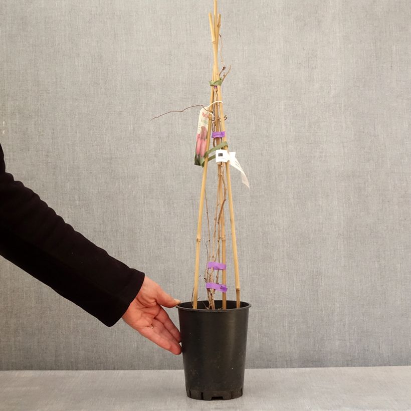 Spécimen de Kiwi arguta Mariered (femelle) - Kiwaï - Actinidia arguta Pot de 2L/3L tel que livré au printemps