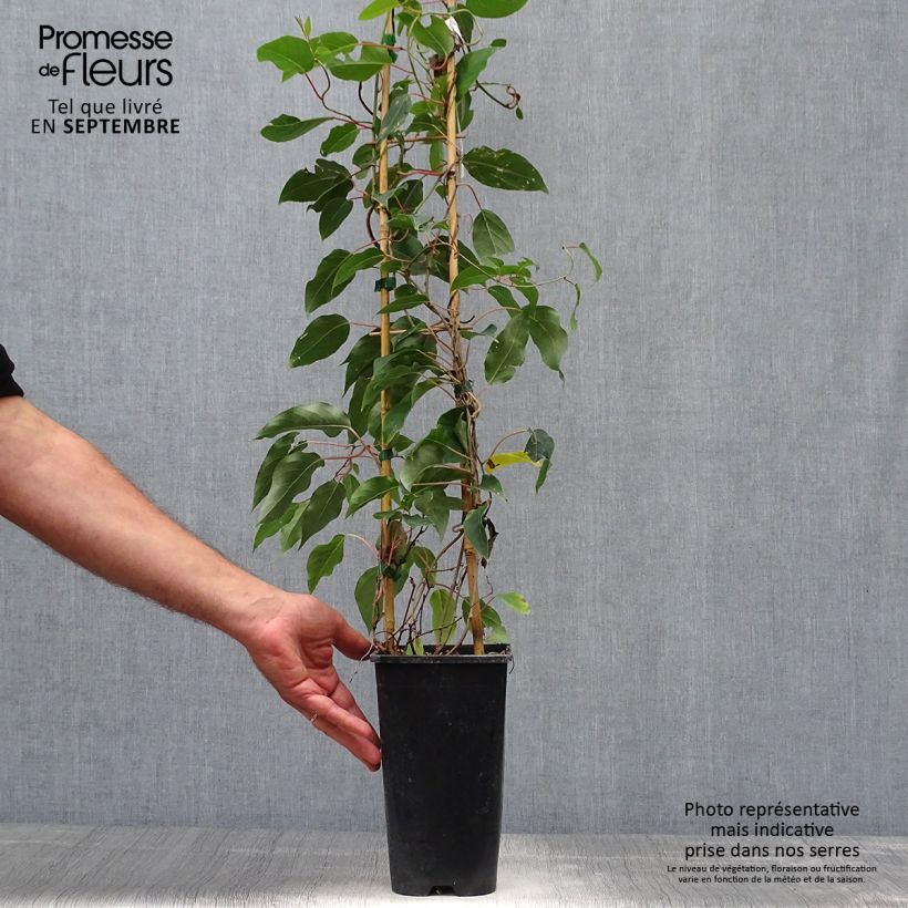 Spécimen de Kiwi arguta Purpurea (femelle) - Kiwaï Pot de 2L/3L tel que livré en automne