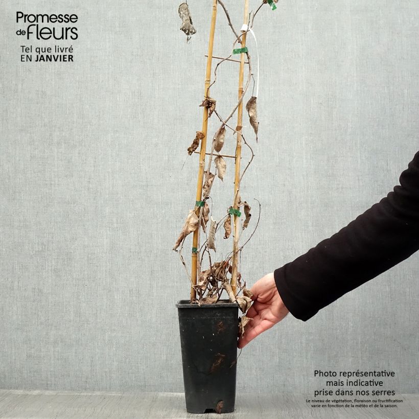 Spécimen de Kiwi arguta Purpurea (femelle) - Kiwaï Pot de 2L/3L tel que livré en hiver