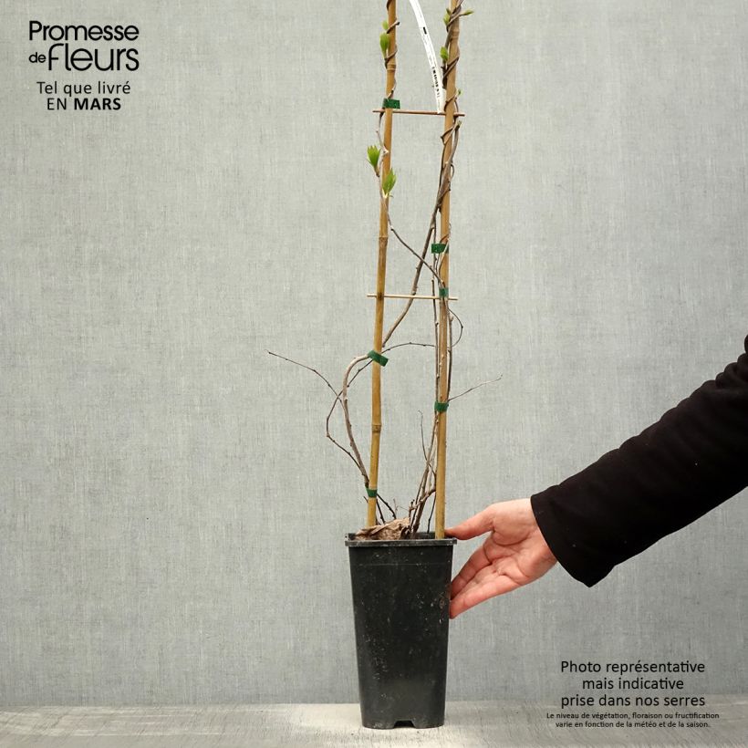 Mini kiwi var. purpurea (Hembra) - Actinidia arguta Maceta 2L/3L Ejemplar entregado en la primavera