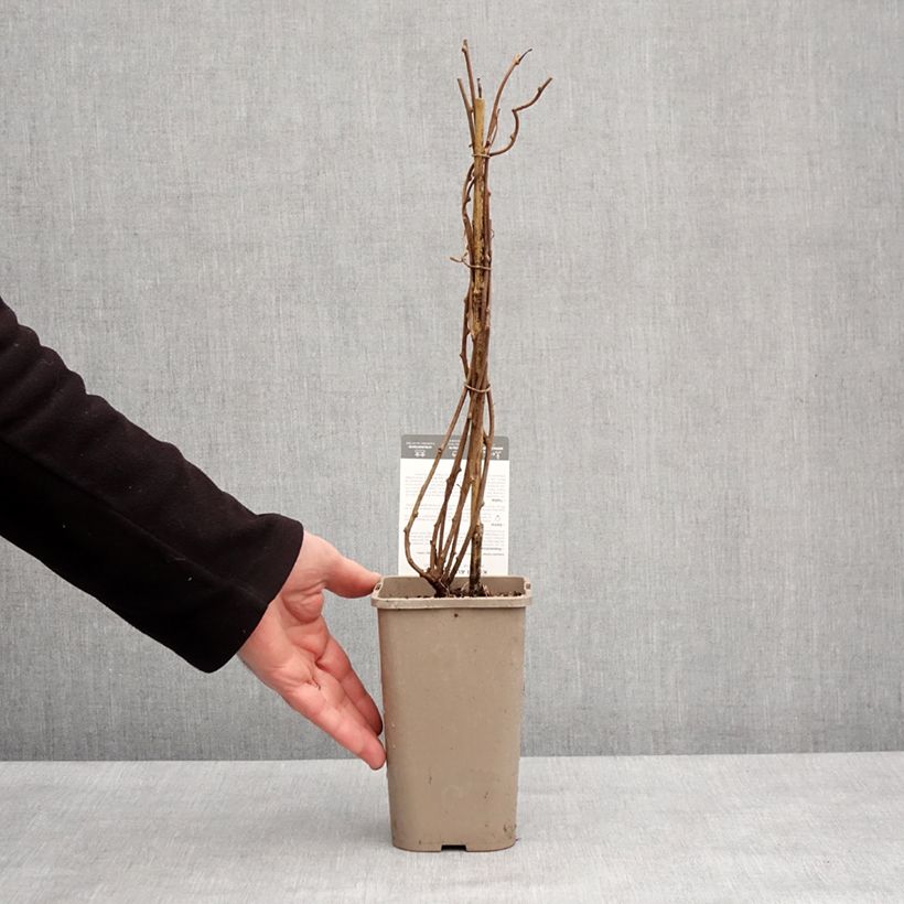 Spécimen de Kiwi arguta Super Issai (autofertile) - Kiwaï - Actinidia arguta Pot de 1,5L/2L tel que livré en hiver