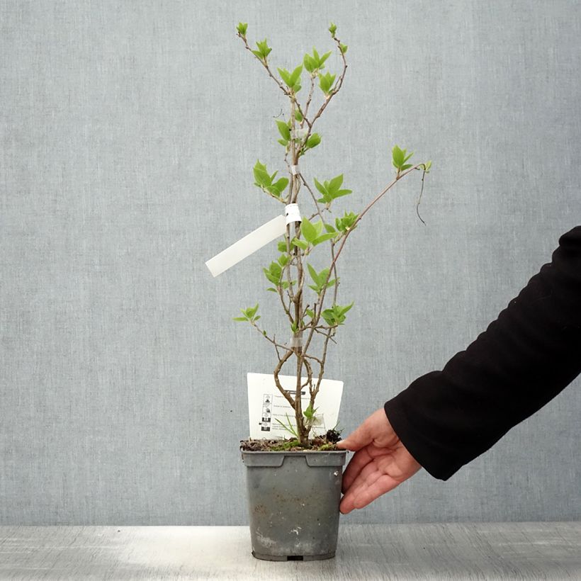 Spécimen de Kiwi arguta Super Jumbo (femelle) - Kiwaï Pot de 1,5L/2L tel que livré au printemps