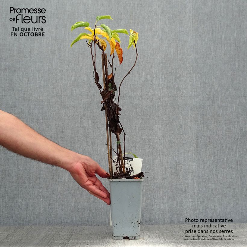 Spécimen de Kiwi arguta Weikii (mâle) - Kiwaï - Actinidia arguta Pot de 1,5L/2L tel que livré en automne