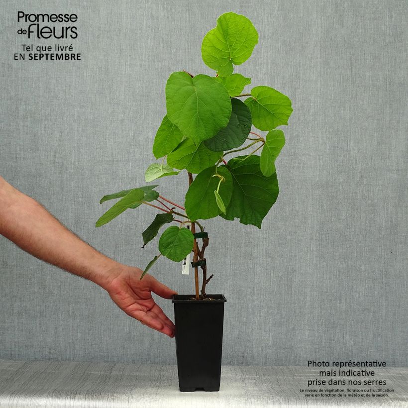 Spécimen de Kiwi autofertile Herma - Actinidia chinensis Pot de 1,5L/2L tel que livré en automne
