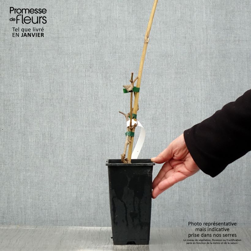 Spécimen de Kiwi autofertile Herma - Actinidia chinensis Pot de 1,5L/2L tel que livré en hiver