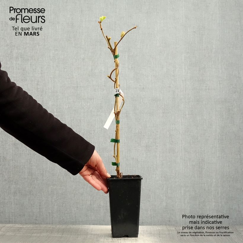 Spécimen de Kiwi autofertile Herma - Actinidia chinensis Pot de 1,5L/2L tel que livré au printemps