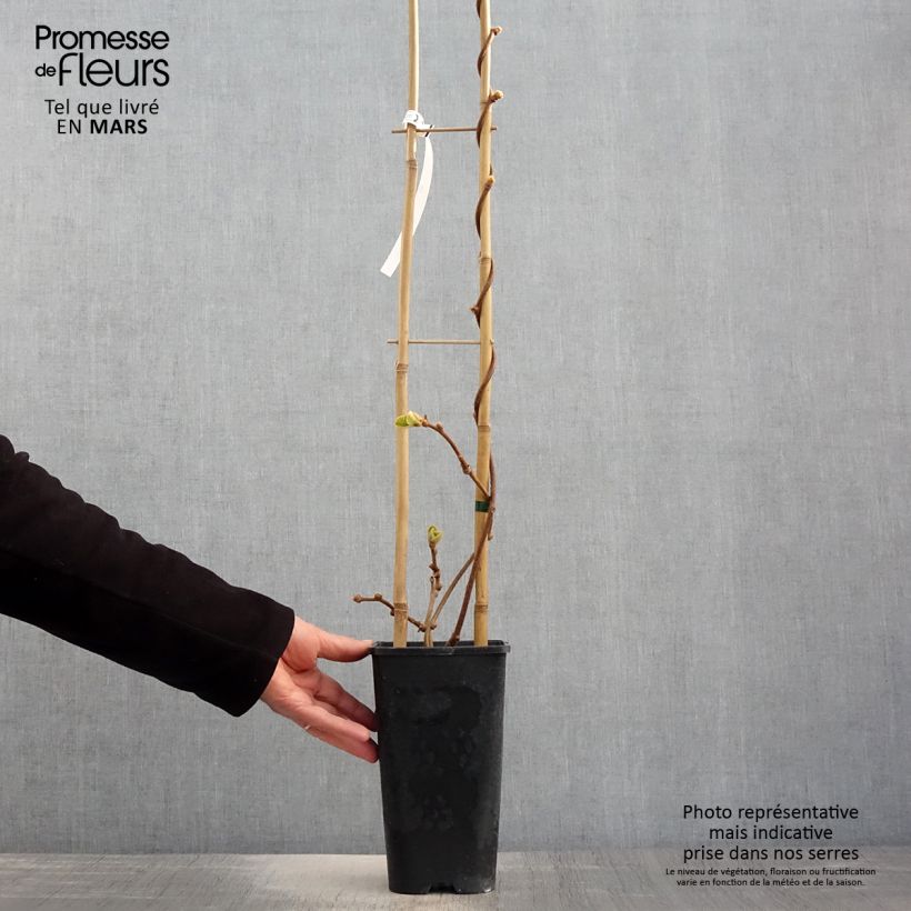 Spécimen de Kiwi autofertile Herma - Actinidia chinensis Pot de 3L/4L tel que livré au printemps
