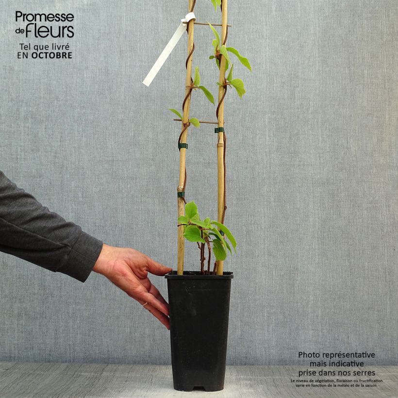 Spécimen de Kiwi autofertile Solo - Actinidia chinensis Pot de 3L/4L tel que livré en automne