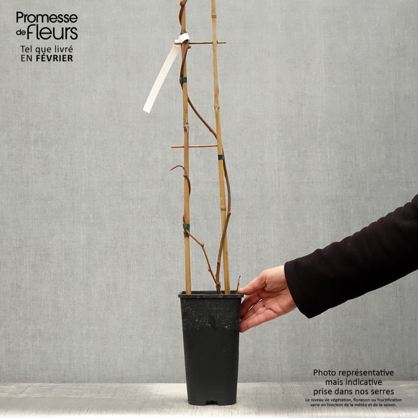 Spécimen de Kiwi autofertile Solo - Actinidia chinensis Pot de 3L/4L tel que livré en hiver