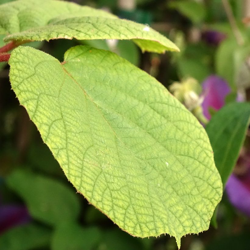 Kiwi autofertile Solo - Actinidia chinensis (Feuillage)