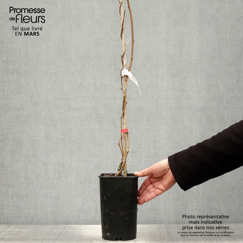 Kiwi Actinidia deliciosa Montcap Vaso da 2L/3L esemplare consegnato in primavera