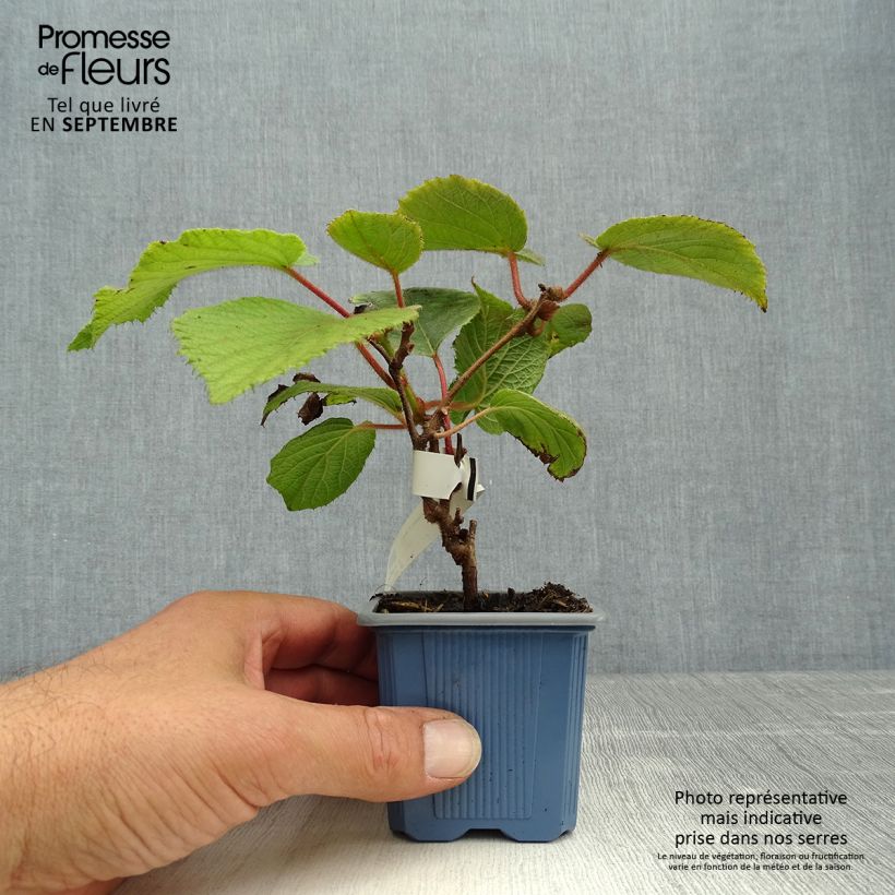 Spécimen de Kiwi femelle - Actinidia chinensis Bruno Godet de 8/9 cm tel que livré en automne
