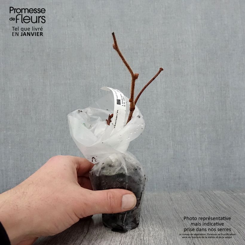 Spécimen de Kiwi femelle - Actinidia chinensis Bruno Godet de 8/9 cm tel que livré en hiver