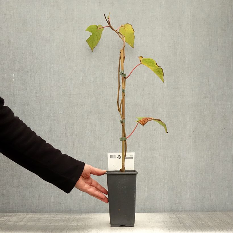 Spécimen de Kiwi femelle - Actinidia chinensis Bruno Pot de 1,5L/2L tel que livré en automne