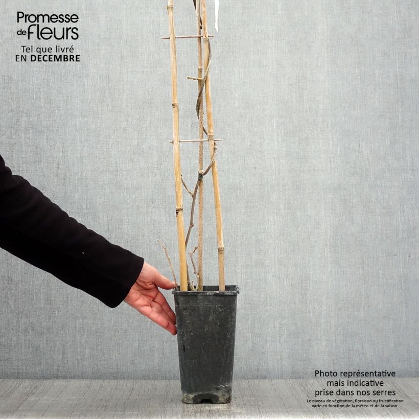 Spécimen de Kiwi femelle - Actinidia deliciosa Monty Pot de 2L/3L tel que livré en automne