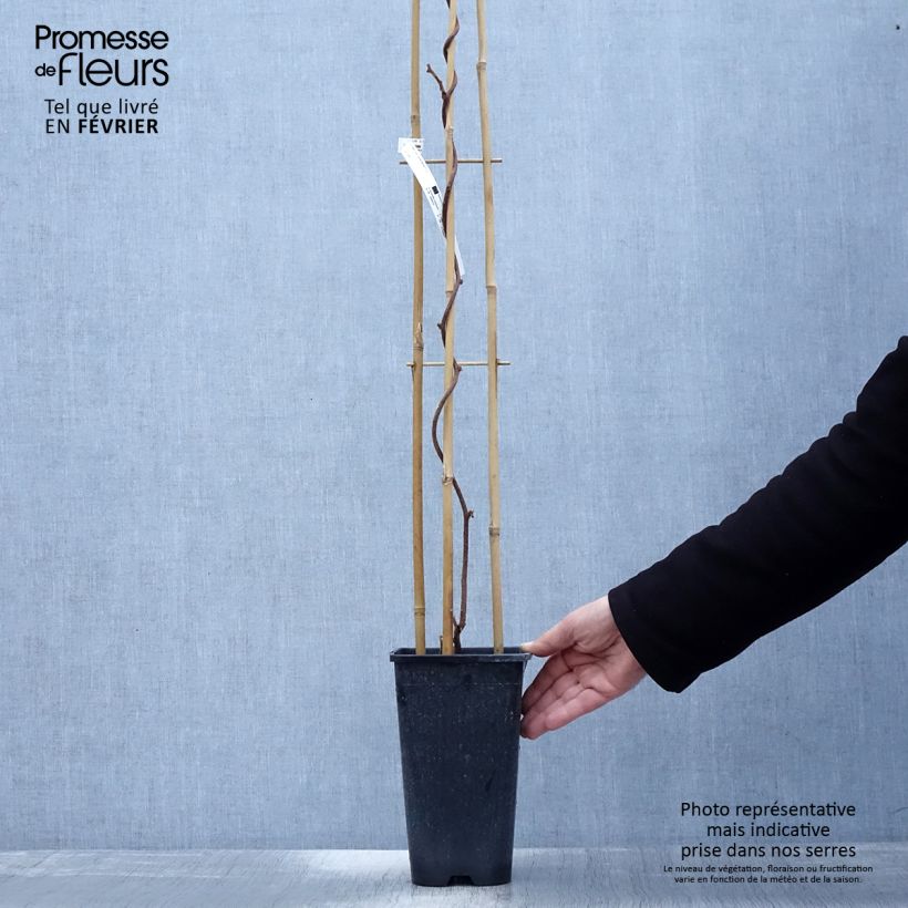 Spécimen de Kiwi femelle - Actinidia deliciosa Monty Pot de 2L/3L tel que livré en hiver